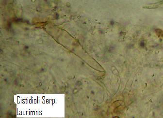 Serpula lacrymans  un dettaglio (Serpula lacrymans)